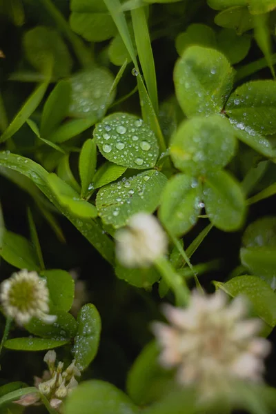 Colpo Verticale Angolo Alto Rugiada Cima Foglie Fiori — Foto Stock