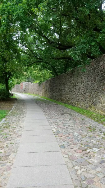 Een Verticaal Schot Van Een Smal Pad Een Park Omringd — Stockfoto