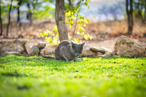 Bokeh Arka Planlı Yeşil Çimlerde Yemek Yiyen Gri Kedi Manzarası — Stok fotoğraf