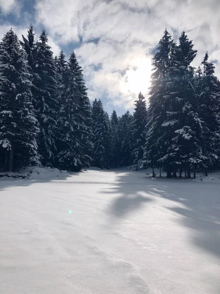 Een Prachtig Shot Van Een Dennenbos Een Warme Winterdag — Stockfoto