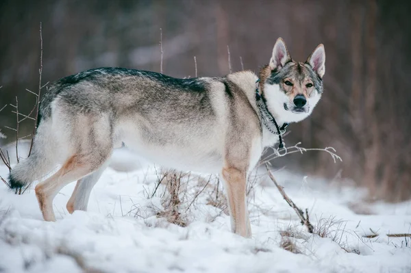 Kış Mevsiminde Buzlu Çimlerin Üzerinde Duran Kurt Köpeğinin Seçici Bir — Stok fotoğraf