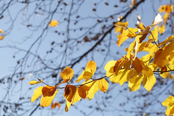Zbliżenie Ujęcie Pięknej Żółtej Jesieni Listowie — Zdjęcie stockowe
