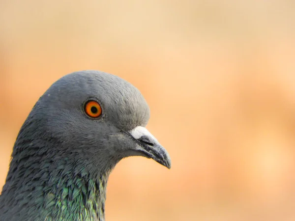 Nahaufnahme Eines Grauen Taubenkopfes Auf Verschwommenem Hintergrund — Stockfoto