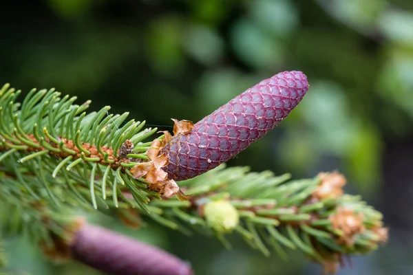 Tiro Foco Seletivo Agulhas Abeto Cones — Fotografia de Stock