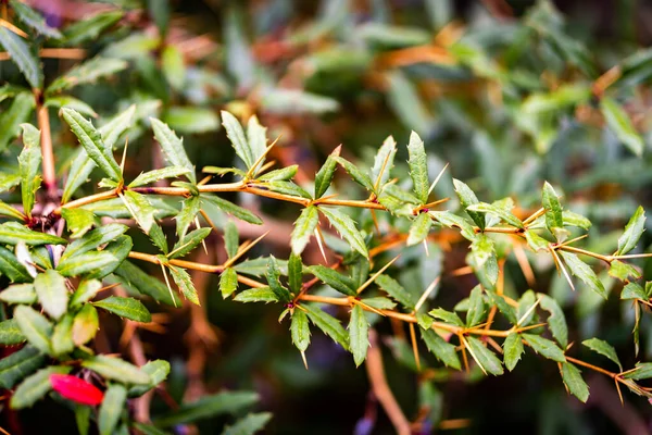 Eine Selektive Fokusaufnahme Des Anbaus Von Berberitzen Auf Scharfen Zweigen — Stockfoto