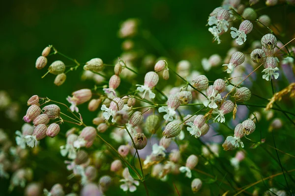 Primer Plano Flores Florecientes Linterna Blanca — Foto de Stock