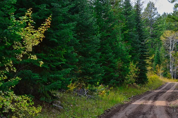 Tiro Fascinante Uma Floresta Verde Com Uma Pequena Estrada Lado — Fotografia de Stock