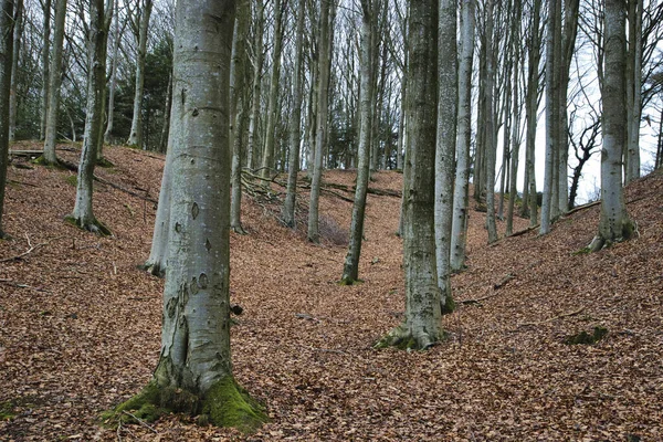 Een Prachtig Shot Van Verwelkte Bomen Het Bos — Stockfoto