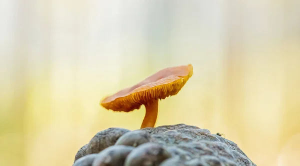 Selective Focus Small Brown Mushroom Stone — Stock Photo, Image