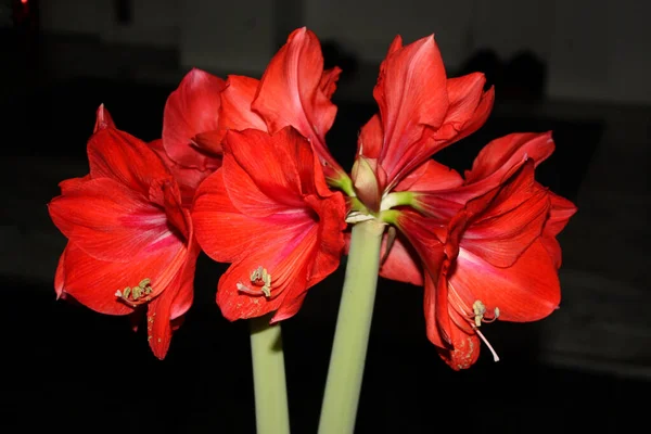 Tiro Foco Seletivo Flores Vermelhas Exóticas Por Fundo Escuro — Fotografia de Stock