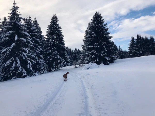 Dog Walking Snowy Road Fir Tree Forest — Stock Photo, Image