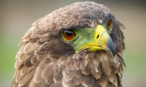 Portrait Gros Plan Aigle Brun Fond Flou Naturel — Photo