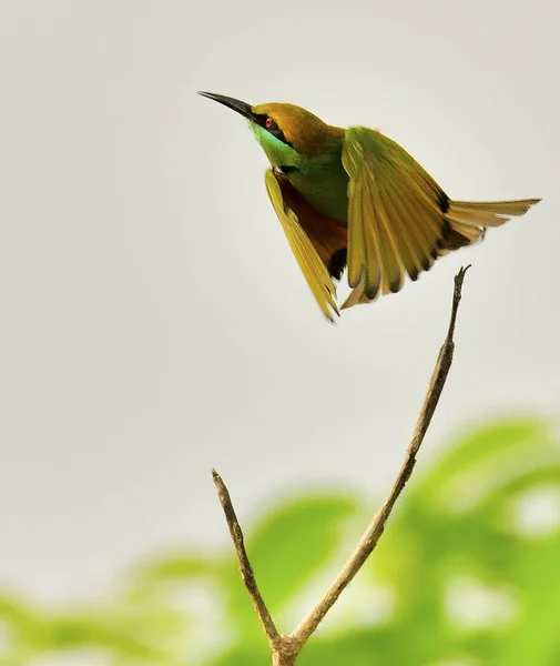 Маленький Зелёный Пчелоед Время Полёта — стоковое фото