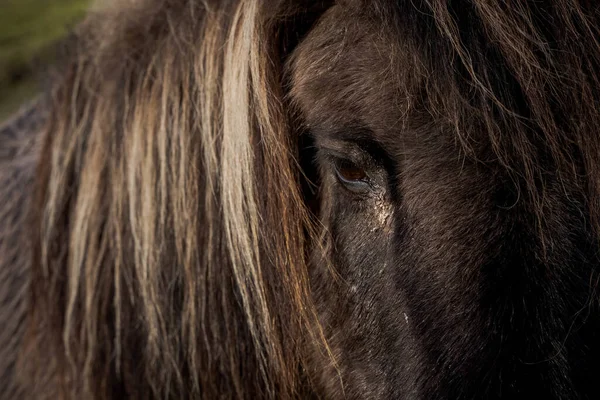 Närbild Ögat Magnifik Svart Häst — Stockfoto
