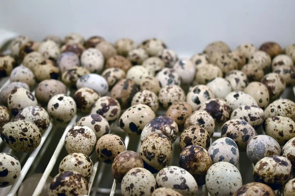 Beyaz Bir Yüzeye Yığılmış Birden Fazla Bıldırcın Yumurtasının Yüksek Açılı — Stok fotoğraf