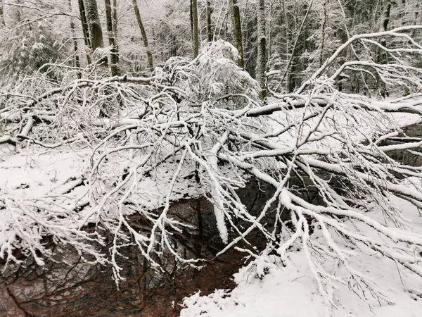 Ένα Όμορφο Τοπίο Ενός Δάσους Ένα Ρυάκι Χειμώνα Στο Larvik — Φωτογραφία Αρχείου