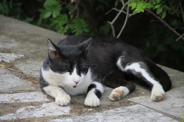 Ein Nahaufnahme Porträt Einer Obdachlosen Schlafenden Katze Die Auf Dem — Stockfoto