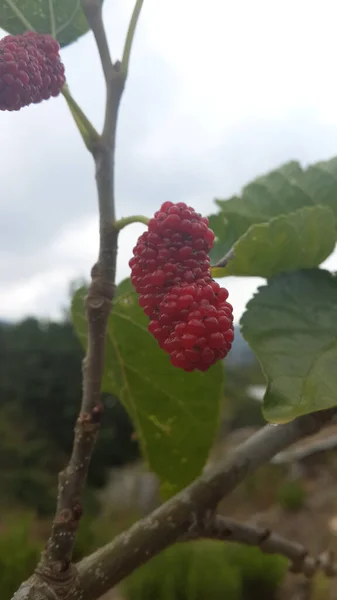 Primer Plano Vertical Una Fruta Morera Roja Una Rama Árbol — Foto de Stock