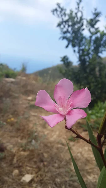 Egy Függőleges Lövés Egy Rózsaszín Virágzó Oleander Virág Mezőn — Stock Fotó