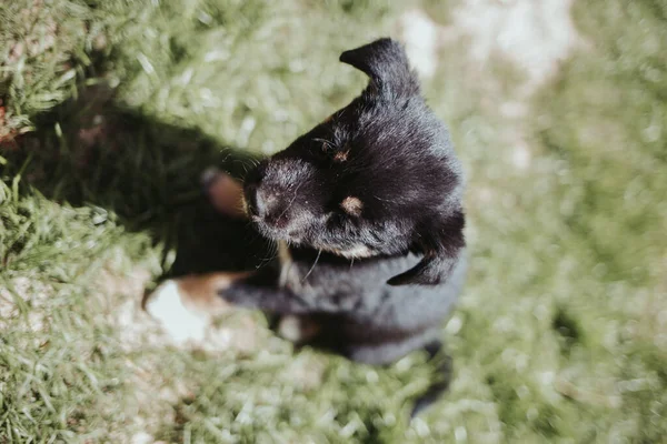 Tetején Kilátás Egy Aranyos Kis Fekete Kutya Napfényben Egy Elmosódott — Stock Fotó