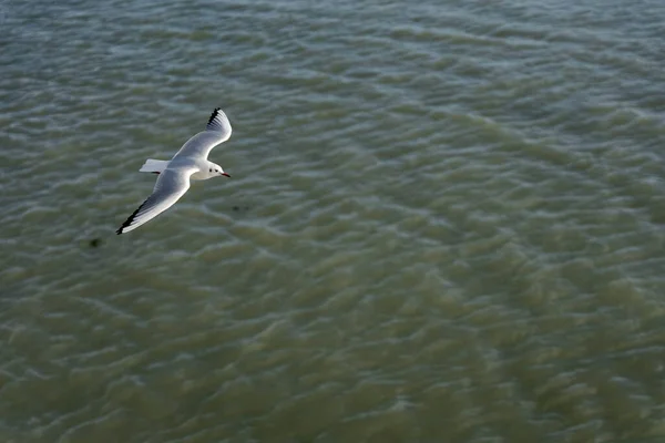 Wysokie Ujęcie Kąta Mewy Lecącej Nad Oceanem — Zdjęcie stockowe