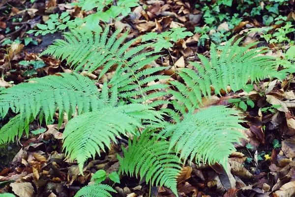 Gros Plan Feuilles Fougère Verte Sauvage Poussant Dans Une Forêt — Photo