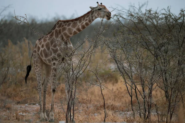 Uma Girafa Curvando Para Comer Folhas Uma Árvore — Fotografia de Stock