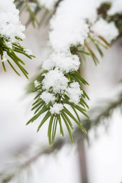 Tiro Close Uma Folha Abeto Coberta Geada Neve Perfeito Para — Fotografia de Stock