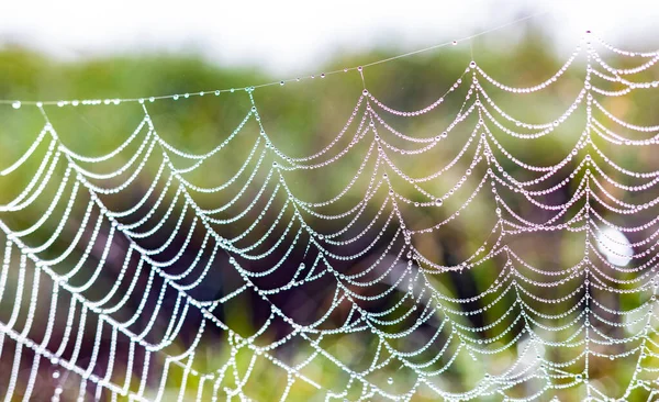 거미줄에 방울이 떨어지는 아름다운 — 스톡 사진