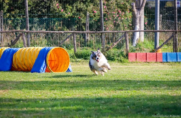 Rimini Itália Novembro 2020 Agility Jumping Dog Rimini Itália — Fotografia de Stock