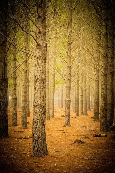 Μια Κάθετη Εικόνα Ενός Όμορφου Τοπίου Πολλά Πεύκα Ένα Δάσος — Φωτογραφία Αρχείου