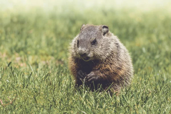 Een Schattig Klein Geknuffeld Marmot Zittend Grond Bedekt Met Groen — Stockfoto