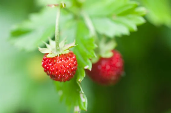 Een Selectieve Focus Shot Van Een Rijpende Aardbei — Stockfoto