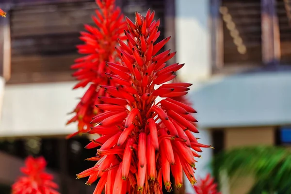 Eine Nahaufnahme Von Roten Aloe Blumen — Stockfoto
