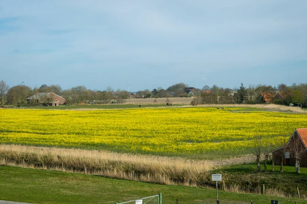 Scenic Field Rapeseeds Countryside Ostbense Deich East Frisia — Stock Photo, Image