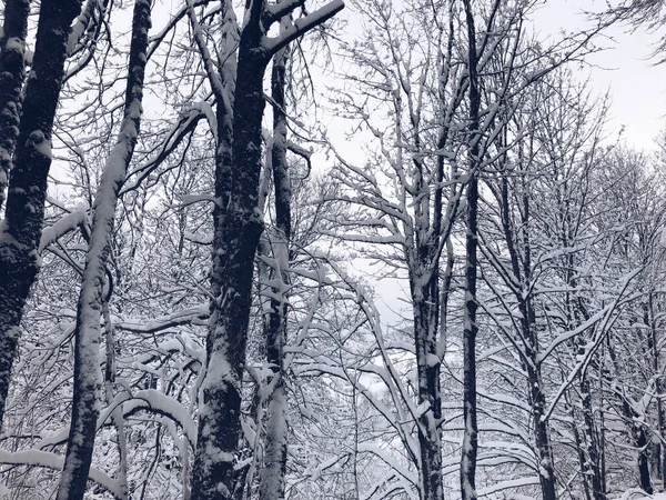 Bílá Zimní Krajina Stromy Pokryté Sněhem Pod Bílou Oblohou — Stock fotografie