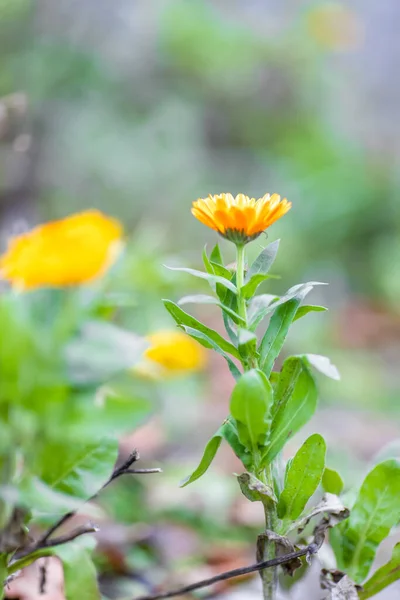 Colpo Verticale Fiore Arancione Fiorente — Foto Stock