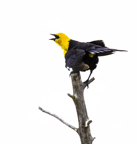 Eine Vertikale Aufnahme Der Amsel Mit Gelbem Kopf Auf Einem — Stockfoto