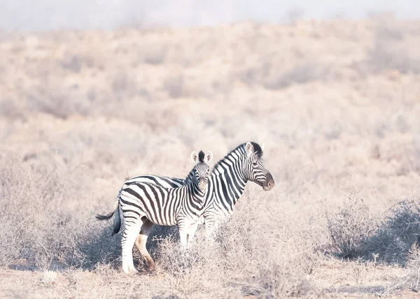 Twee Prachtige Zebra Wandelen Een Veld — Stockfoto