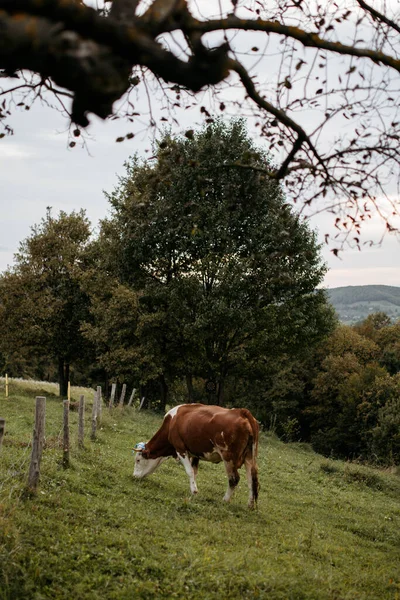 Çiftlik Arazisinde Otlayan Bir Ineğin Yakın Plan Fotoğrafı — Stok fotoğraf