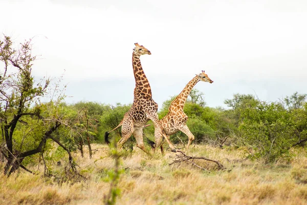 Два Жирафи Під Час Парування Ігровому Резерві — стокове фото