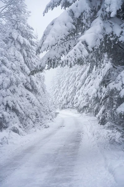 Вертикальный Красивый Снимок Елок Покрытых Снегом Ледяной Дороге Холодную Зиму — стоковое фото