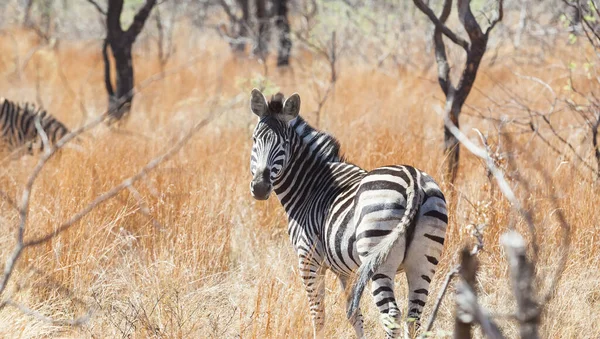 Een Zebra Een Weide Bedekt Met Bomen Gedroogd Gras Onder — Stockfoto