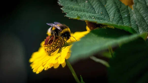 Liten Humla Som Samlar Nektar Blomma — Stockfoto