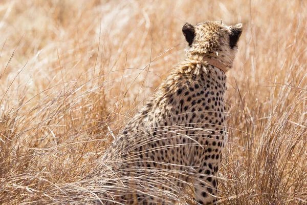 Een Achteraanzicht Van Een Prachtige Afrikaanse Cheetah Safari Een Zuid — Stockfoto