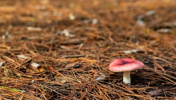 Ett Grunt Fokus Russula Paludosa Svamp Omgiven Skogsplan — Stockfoto