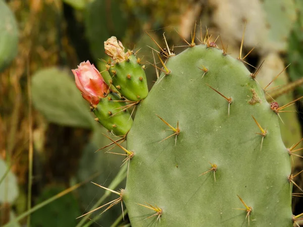 Egy Közelkép Kaktuszról Éles Tüskékkel Homályos Háttérrel — Stock Fotó