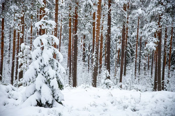 Fascinerande Bild Snötäckt Skog Med Höga Träd Dag — Stockfoto