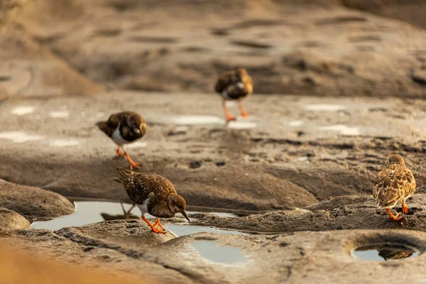 Küçük Kahverengi Turnstone Kuşları Kayalık Bir Sahilde Yiyecek Arıyorlar — Stok fotoğraf