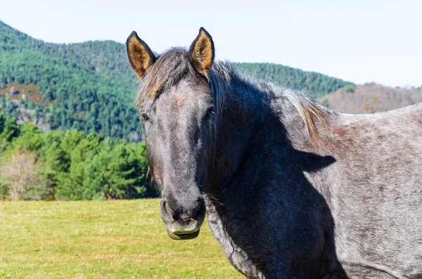 Fancy Horse Grazing Green Field Ranch — Stock Photo, Image
